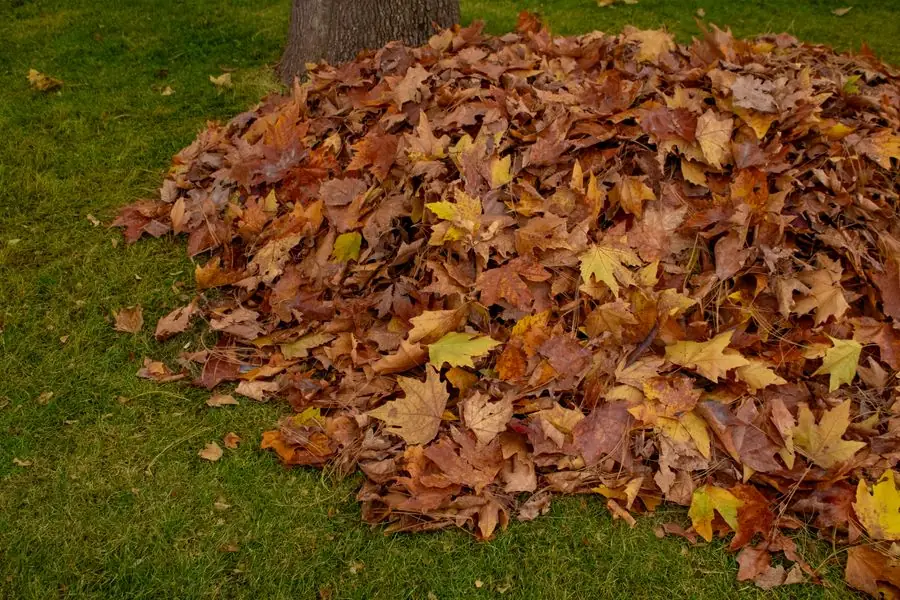 Tas de feuilles d'érable ramassées sur la pelouse